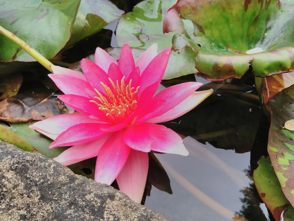 Lotus.Andrea.Finus Bild - Lotus